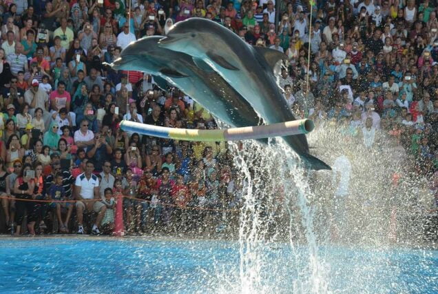 Dolphins Show In Sharm El Sheikh