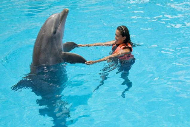 Dolphins Swimming In Sharm El Sheikh